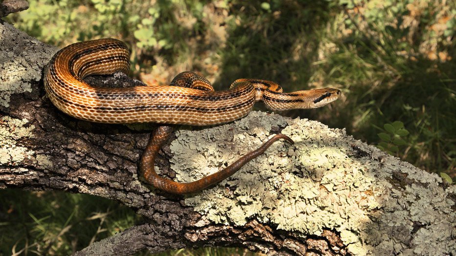 Fotografija: Progasti gož, ta skrivnostna in naša največja nestrupena kača FOTO: Zavod Štirna