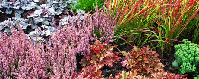 Escolhemos plantas de diferentes alturas para deixar o canteiro mais variado. FOTO: Togapix/Getty Images