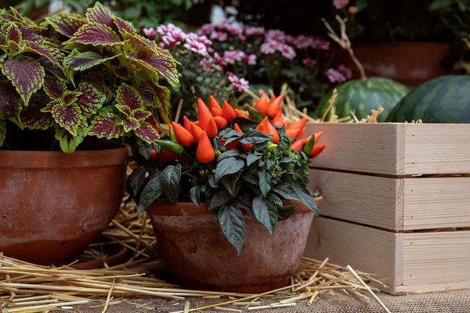 Pimentas ornamentais em cores de outono FOTO: Anna Perfilova/getty Images