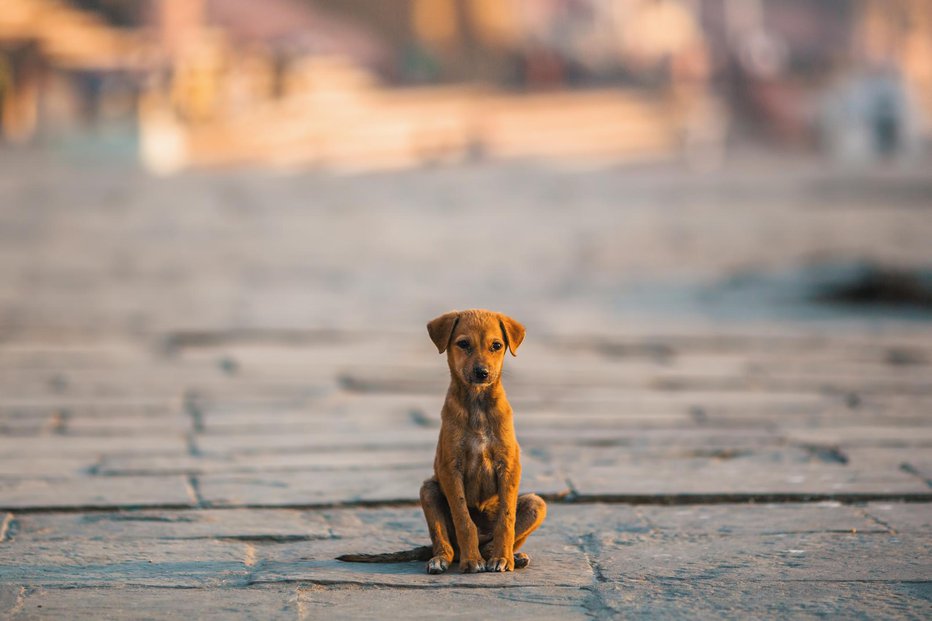 Fotografija: FOTO: Dimaberkut Getty Images/istockphoto