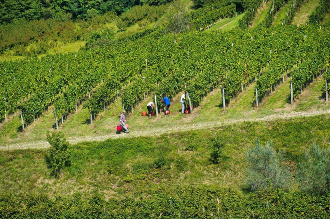 Letošnja trgatev bo šla hitro v pozabo. FOTO: Klet Brda