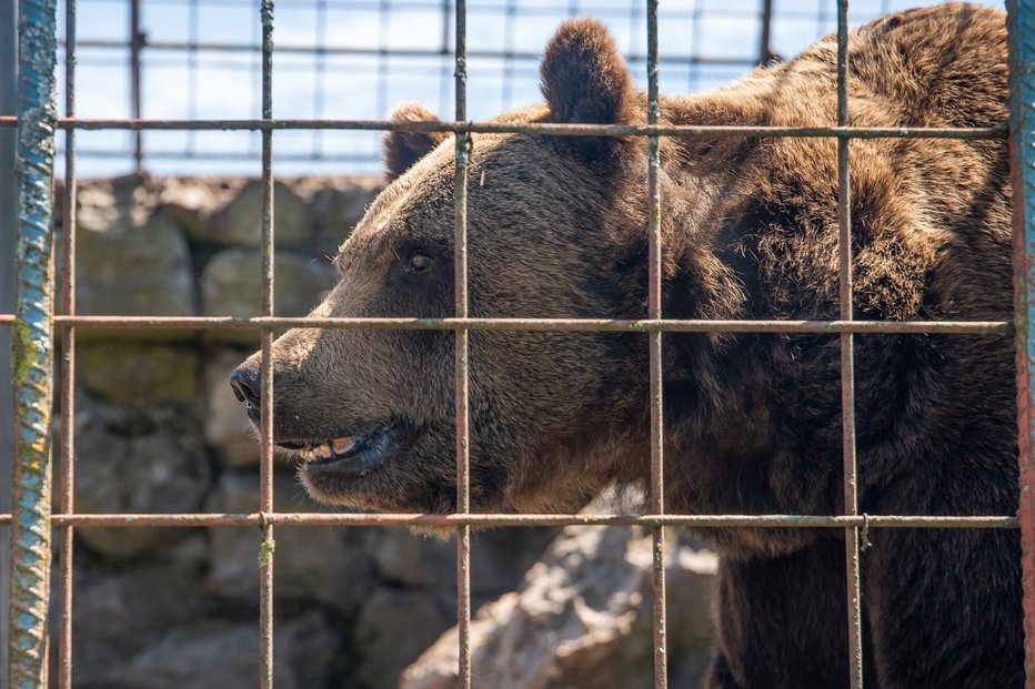 Fotografija: Ministrstvo za naravne vire in prostor je ob evtanaziji medveda Mitka napovedalo ukrepanje. FOTO: Jack Mifflin Four Paws