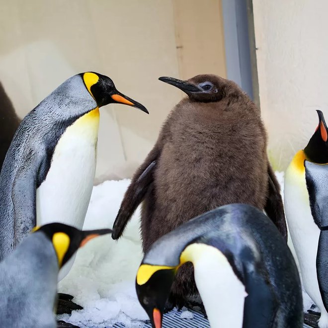 Pesto je večji od biološkega očeta in rejniških staršev. FOTO: Sea Life Melbourne