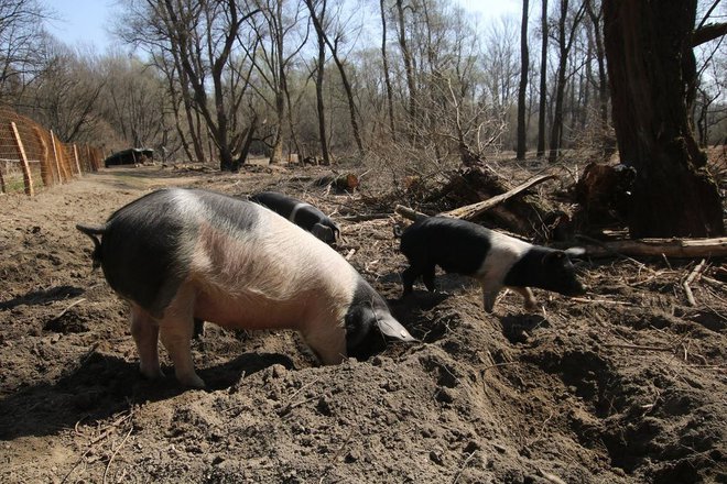 Krškopoljci é uma raça suína autóctone da Eslovênia.