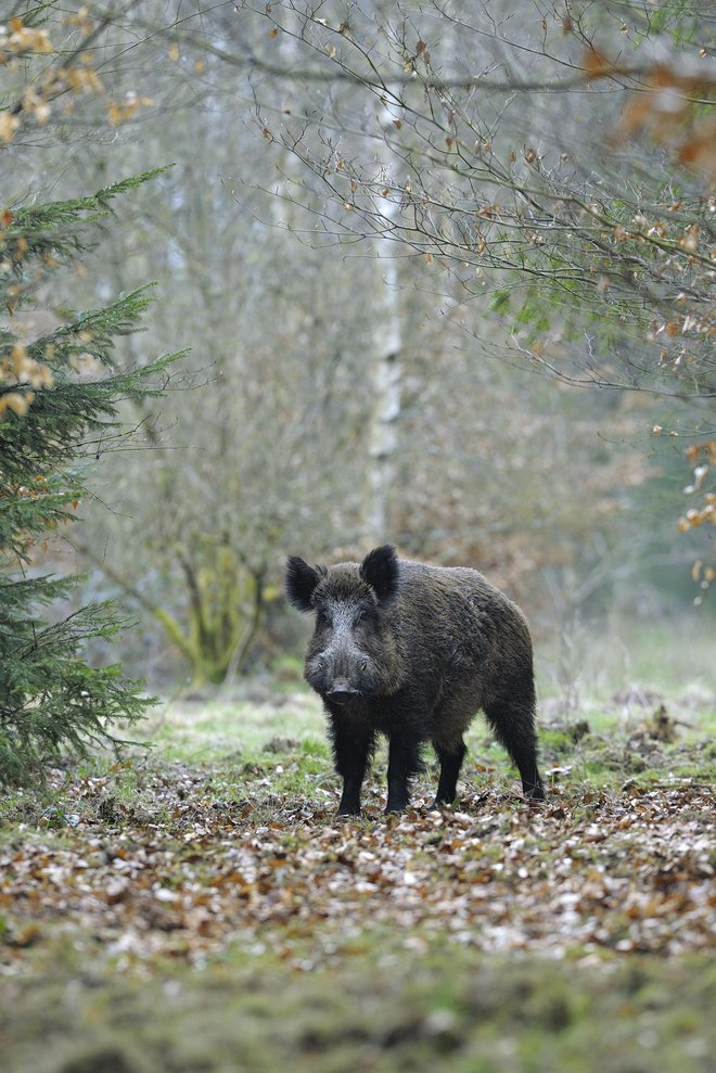 Divji prašič se je močno prostorsko razširil in številčno okrepil. FOTO: Getty Images/istockphoto