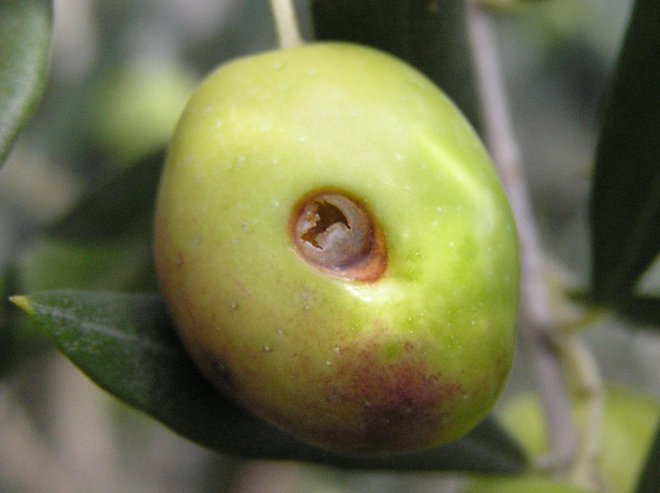 Fertilni vbod FOTO: Matjaž Jančar