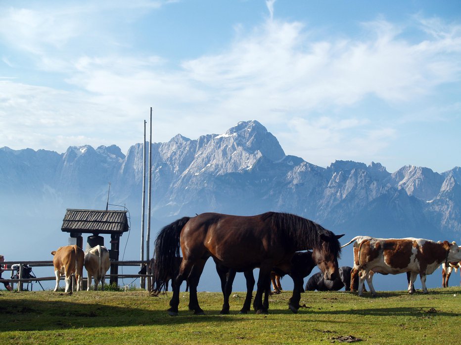 Fotografija: Pogled z Gorjanske planine na Mangart FOTOGRAFIJE: Janez Mihovec