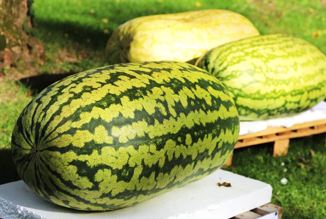 Lovšetova lubenica je slovenska rekorderka z 82 kilogrami. FOTO: Jože Miklavc