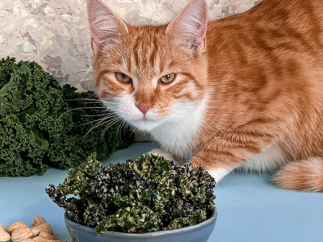 Os gatos são carnívoros puros, a comida vegana combina ainda menos com eles do que com os cães. FOTO: Getty Images