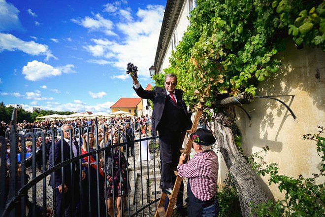 Jože Protner je utrgal zadnji grozd.