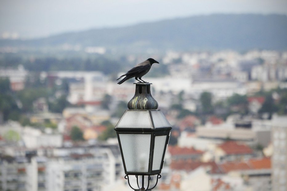 Fotografija: Štiri so bile okužene. FOTOGRAFIJI: Leon Vidic