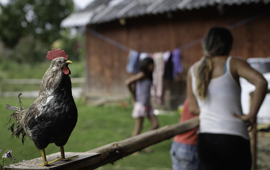 Fotografija: Romsko naselje Žabjak. FOTO: Jože Suhadolnik/Delo