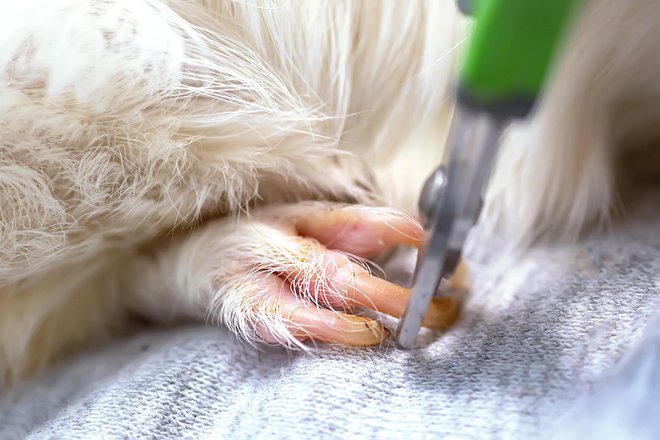 Nekaterim starejšim hrčkom je treba striči kremplje. FOTO: Christening/Getty Images