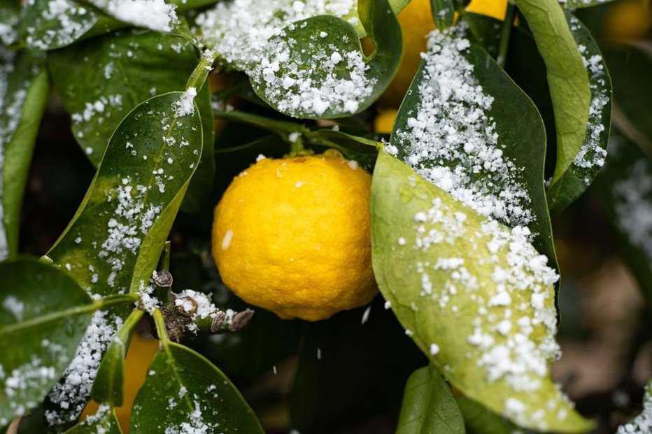 Fotografija: Drevesa citrusov najraje uspevajo na Mediteranu, če zanje pravilno skrbimo, pa se tudi na celini počutijo kot doma. FOTO: Traction, Shutterstock