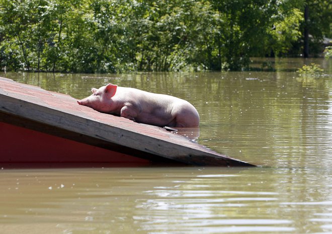 Vremenske tegobe po Evropi so močno vplivale tudi na kmetijstvo. FOTO: Reuters