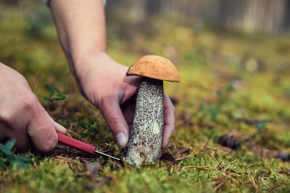 Fotografija: Če vsak dan nekaj časa preživite v hobiju, ki ga uživate, vam to lahko pomaga razbremeniti se in izboljšati razpoloženje. FOTO: Shutterstock