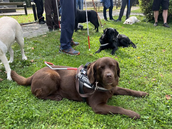 Labradorka Basti je že sedem let njegova najboljša prijateljica, ki ga vedno varno pripelje do cilja. FOTO: osebni arhiv