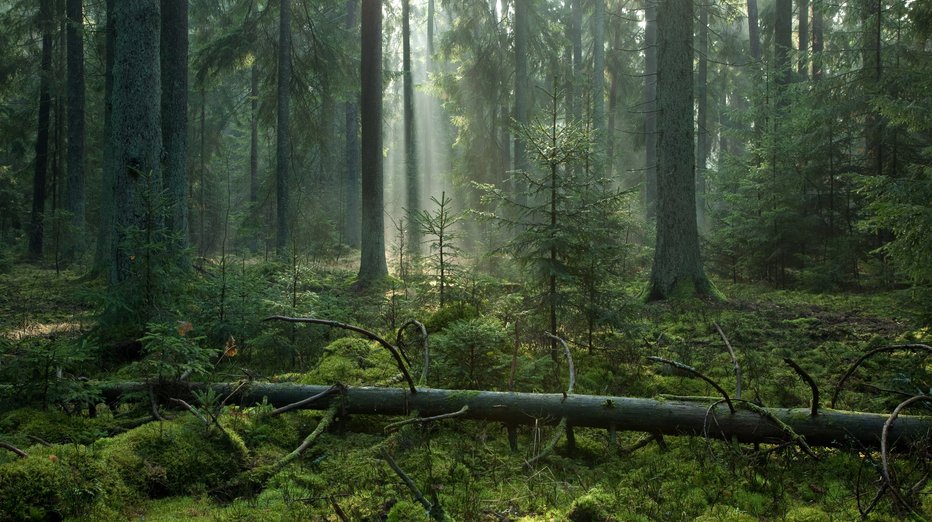 Fotografija: Fotografija je simbolična. FOTO: Shutterstock