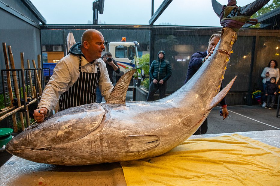 Fotografija: Tuna je ulovil v ponedeljek okoli 20 navtičnih milj zahodno od Rovinja, na meji Hrvaške z mednarodnimi vodami. FOTO: Mirko Kunšič 