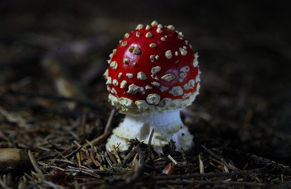 Fotografija: Rdeča mušnica kljub slovesu ni tako nevarna kot zelena ali koničasta (bela) mušnica. FOTO: Tine Schein