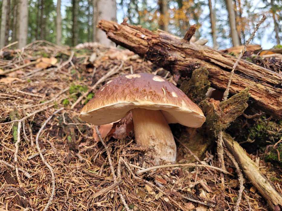 Fotografija: Slovenci zelo radi nabiramo gobe. FOTO: Tina Horvat