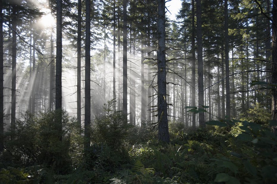 Fotografija: Simbolična slika FOTO: Thomas Northcut Getty Images