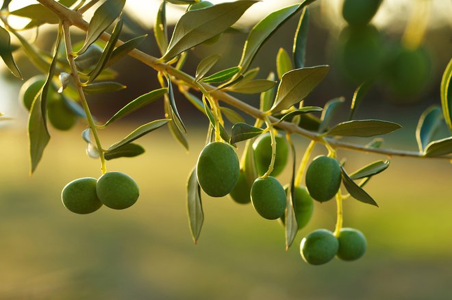 Ne le plodovi, uporabni so tudi listki oljke. FOTO: Tomo Jeseničnik/Shutterstock