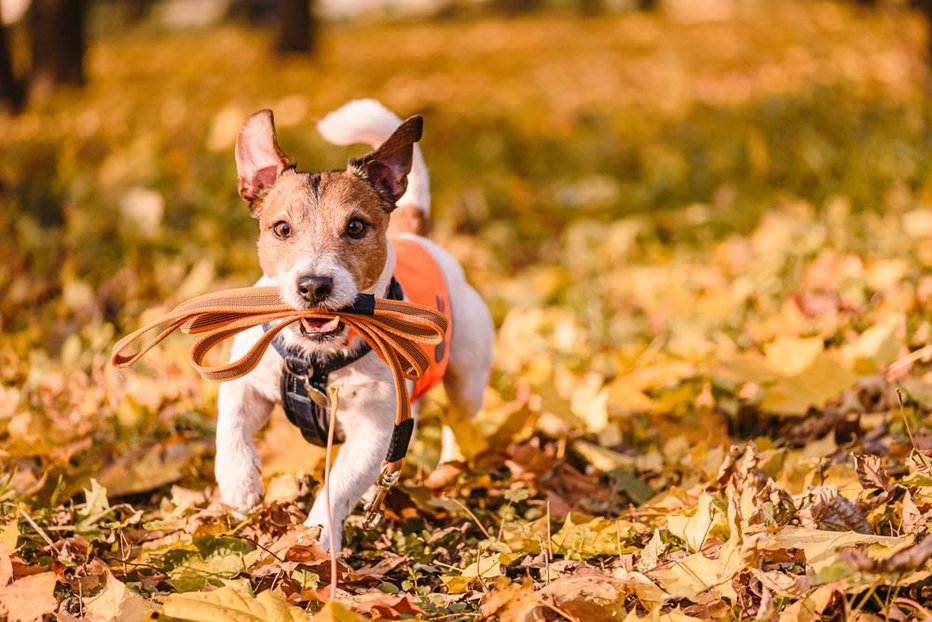 Fotografija: Prehranske potrebe psa so odvisne od pasme, starosti psa, telesne aktivnosti ter zunanje temperature. FOTO: Alexei_tm, Shutterstock