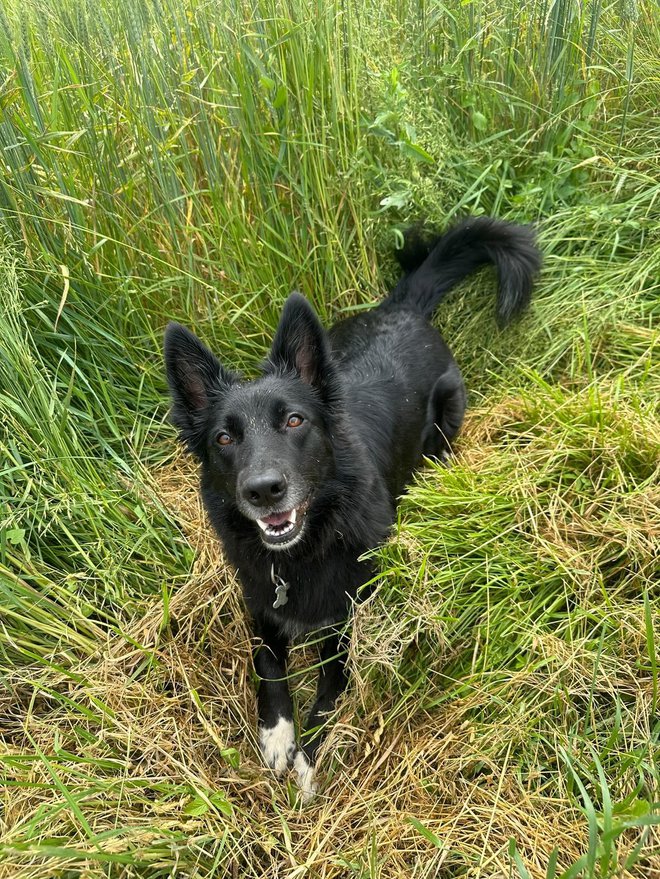 Psička Luna. FOTO: Osebni Arhiv