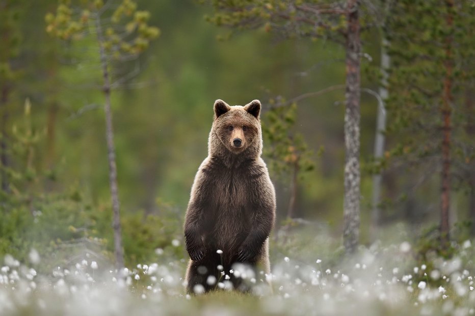 Fotografija: 17-letna medvedka je potomka slovenskih medvedov, ki so ju na Trentinsko pripeljali iz Slovenije leta 2000 in 2001 v okviru projekta EU Life Ursus. FOTO: Shutterstock