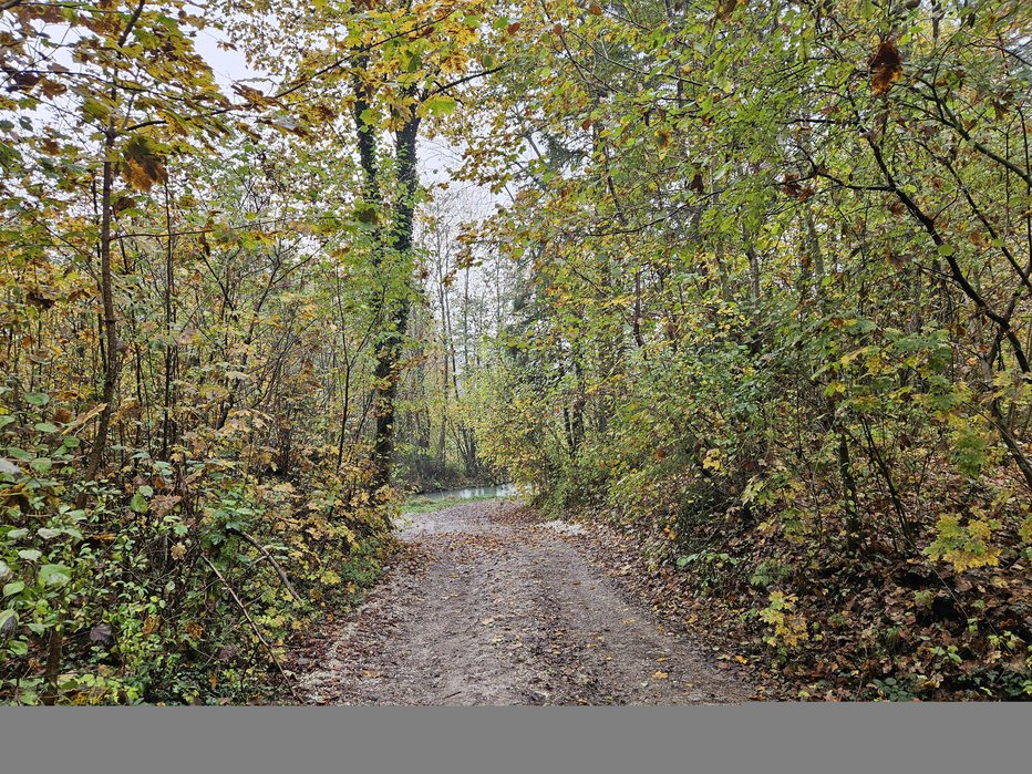 Fotografija: Okostje so našli v gozdu. FOTO: Tina Horvat