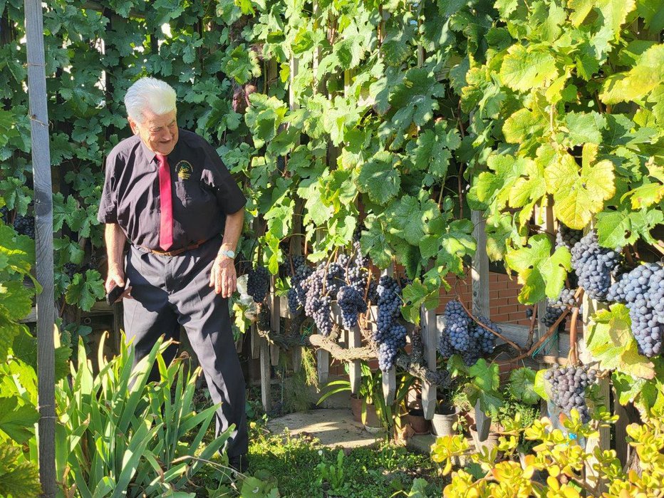 Fotografija: Slavko Lončarič je eden najstarejših vinogradnikov in vinskih vitezov z radgonskega območja. FOTOGRAFIJE: Oste Bakal