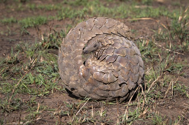 Takole se zvijejo, ko jim preti nevarnost. FOTO: Wirestock/Getty Images