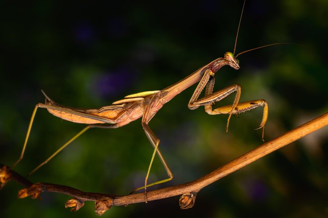 Odvetnik meni, da gre za bitja, podobna bogomolkam. FOTO: Skyler Ewing/pexels