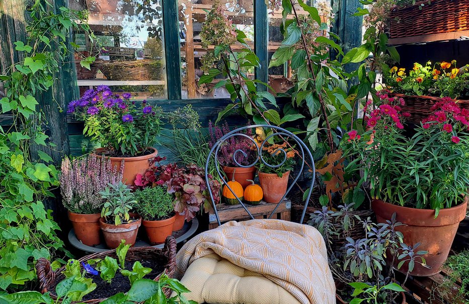 Fotografija: Balkon okrasimo z rastlinami, ki poživijo zimske dni. FOTO: Jerneja Jošar