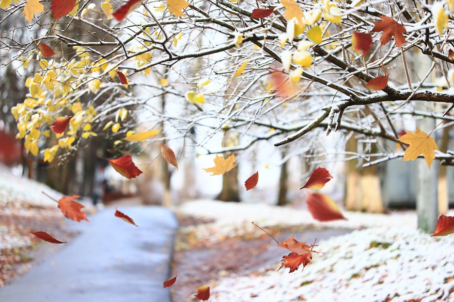 Fotografija: Snega si kaj kmalu ne moremo obetati. FOTO: Shutterstock 