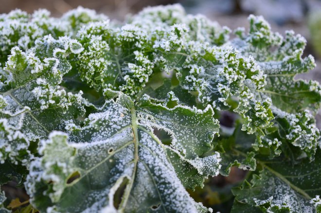 Zanimivo, da kodrolistni ohrovt postane še slajši in prebavljivejši, če ga ujame slana. Foto: Arhiv Dela