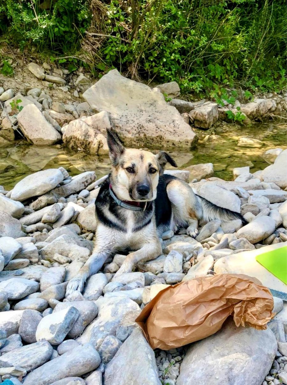 Fotografija: Rane so bile prehude, kljub trudu dveh veterinarjev je poginila.