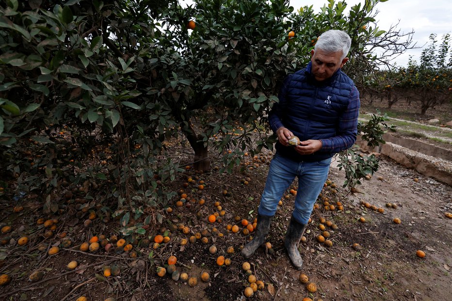 Fotografija: 53-letni pridelovalec citrusov Bernardo Ferrer kaže uničen pridelek po poplavah v kraju Alzira blizu Valencie v Španiji, 12. novembra 2024. FOTO: Vincent West Reuters