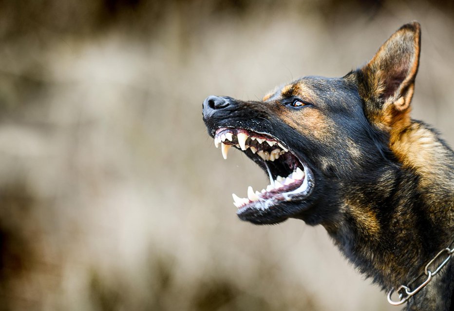 Fotografija: Kje je bil lastnik? FOTO: Milan Krasula Getty Images/istockphoto