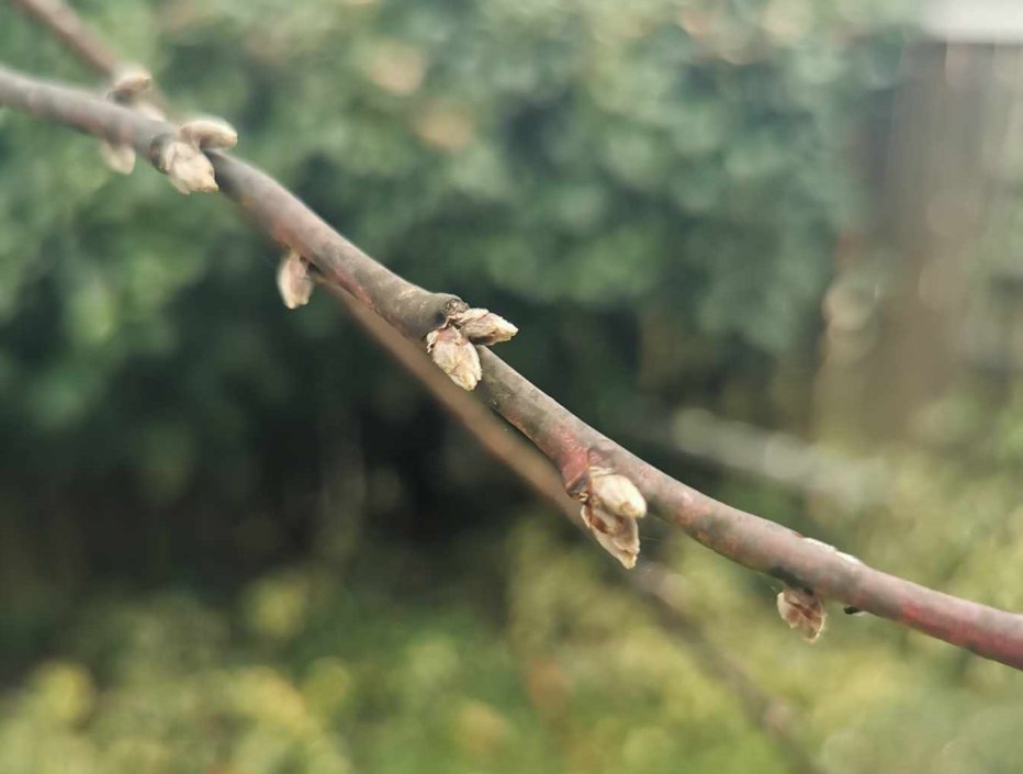 Fotografija: Drevo je novembra začelo brsteti. FOTO: Bralka Tanja