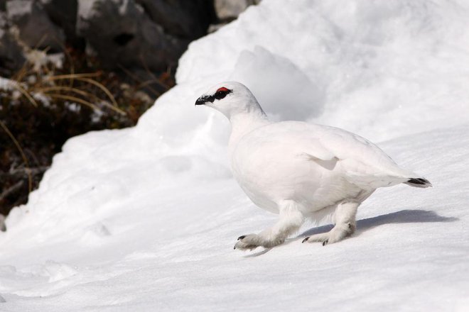 Belka je ptica, ki se je zelo dobro prilagodila na svoje zasneženo okolje. Foto: Tomaž Mihelič/Dopps