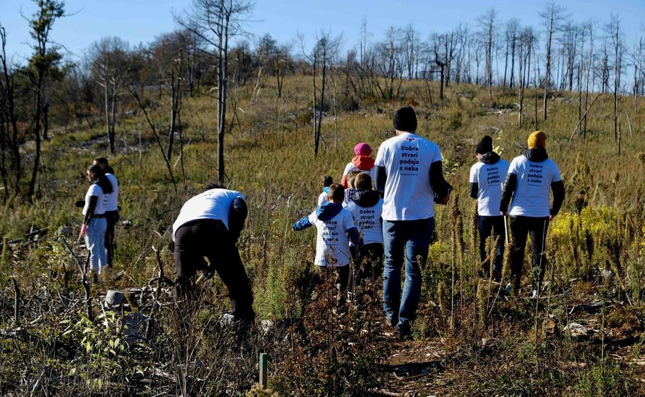 Fotografija: Prijetno in nadvse koristno je bilo pri pogozdovanju Krasa. Arhiv Radenske