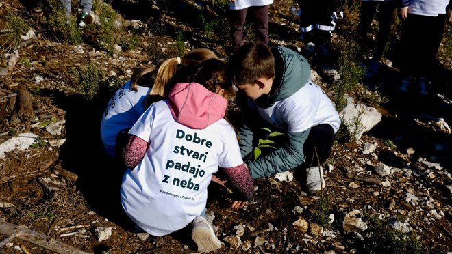 V okolici kraške vasi Temnica je bila organizirana tudi ročna saditev. Arhiv Radenske