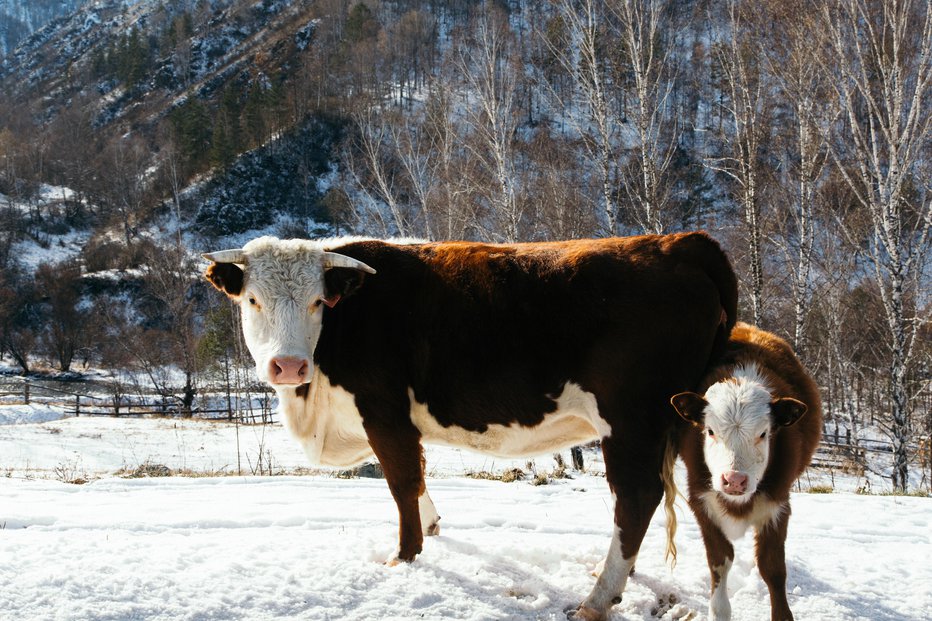 Fotografija: V času hudega mraza je pomembno, da so živali čiste in suhe. FOTO: Eyeem Mobile Gmbh/getty Images