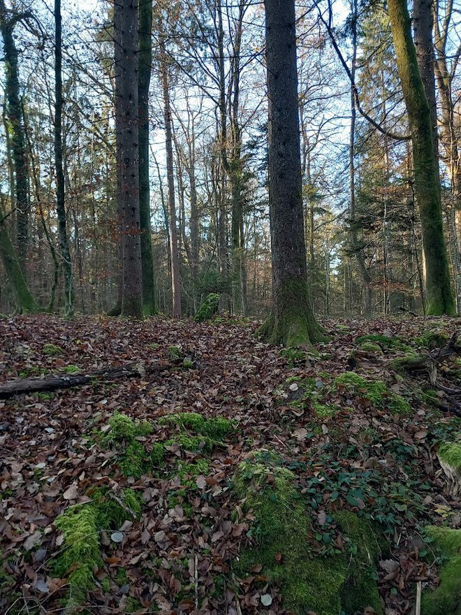 Miljni kamen človek danes zlahka spregleda. FOTO: Moni Malovrh