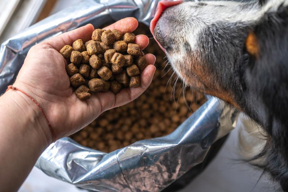 Fotografija: Briketi so bolj primerni za pse, ki potrebujejo hitro dostopne vire energije. FOTO: Zkolra/ Shutterstock