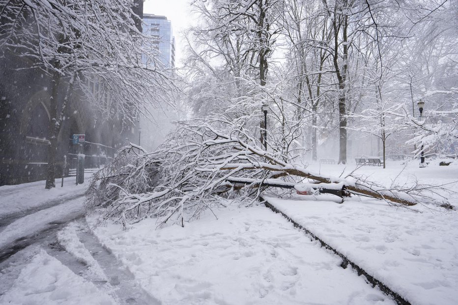 Fotografija: Podrta drevesa lahko delajo težave v prometu. FOTO: Hapabapa Getty Images