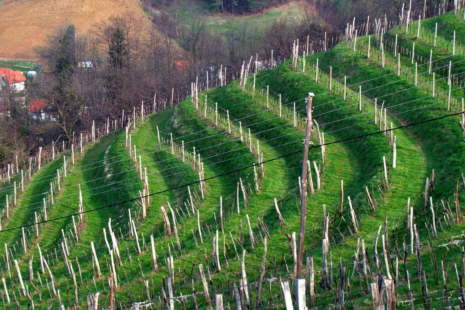 Fotografija: V zadnjih letih so se vinogradi skrčili z 18 na 14 tisoč hektarjev površin. FOTO: Wikipedia.org