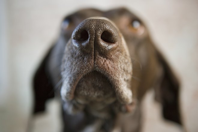 Njegov voh je od 10.000- do 100.000-krat močnejši od človeškega. FOTO: Image Source, Getty Images